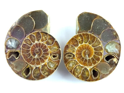 Paire d'ammonite sciée