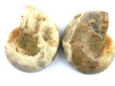 Paire d'ammonite sciée – Image 2